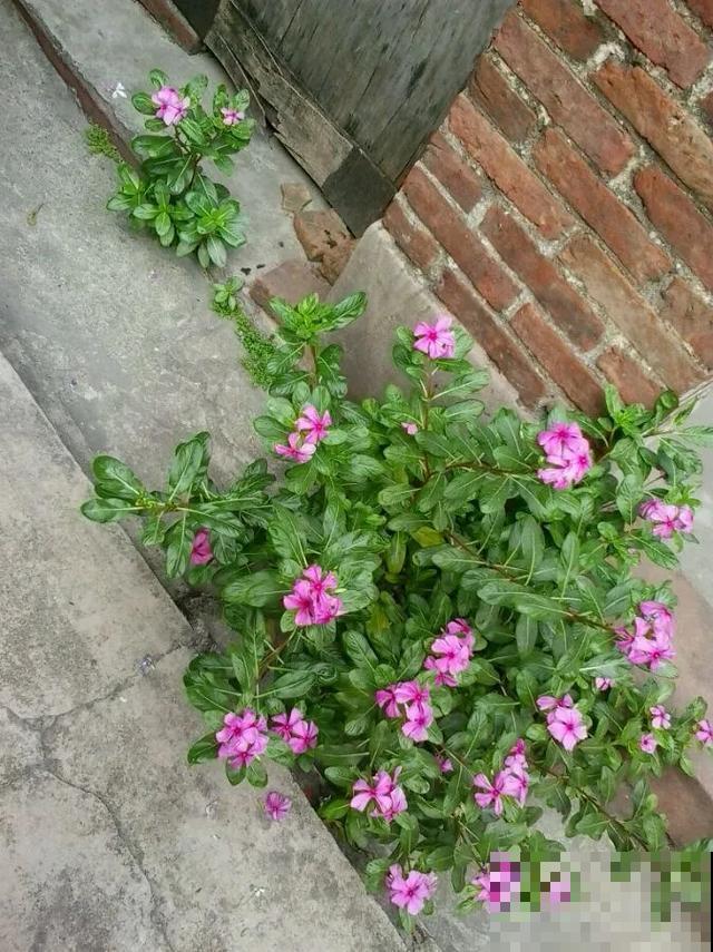 真正的花坚强,墙缝、地缝都能长,开花特别旺! 真正的花坚强,墙缝、地缝都能长,开花特别旺!
