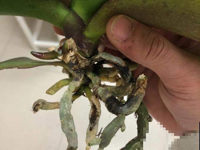 夏天潮湿闷热，一不小心花就烂根，看准时机砍掉，照样长出新叶子