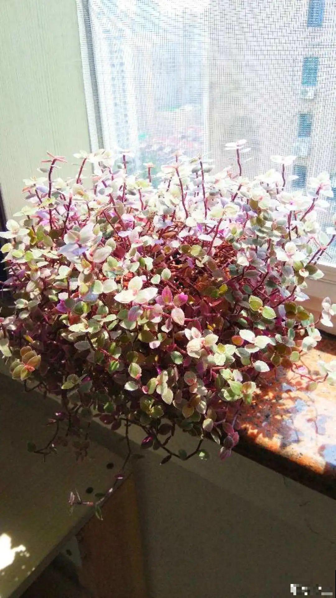 5种花真稀罕，叶子越晒越红彤彤，一盆能开20朵！