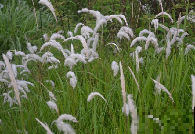 饭桌上不常见的野菜，吃过的人是少数，农村人才认识！