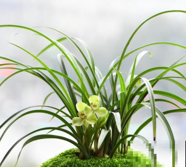 二十四节气,24种花,送给大家一起欣赏! 二十四节气,24种花,送给大家一起欣赏!