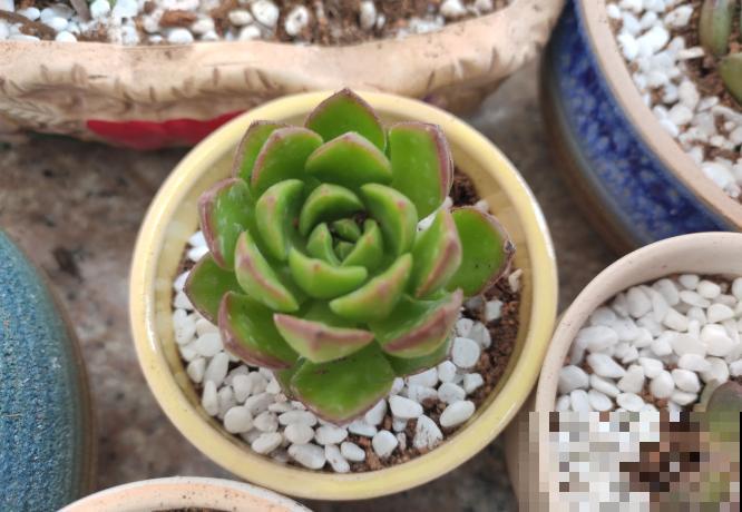 谁说北阳台不能养多肉?这些耐阴品种,照样长得美美的! 谁说北阳台不能养多肉?这些耐阴品种,照样长得美美的!