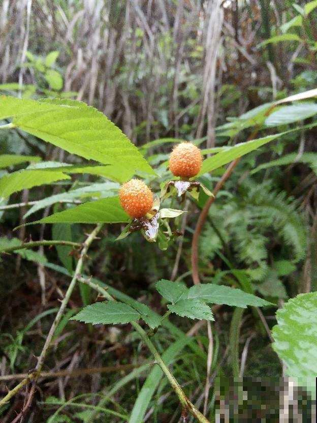 夏天山上野果真不少，4种果子开始成熟，一次上山采一篮