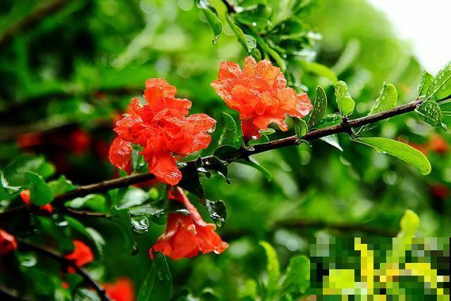 30首与花有关的老歌，满满的回忆，每一首都很经典！