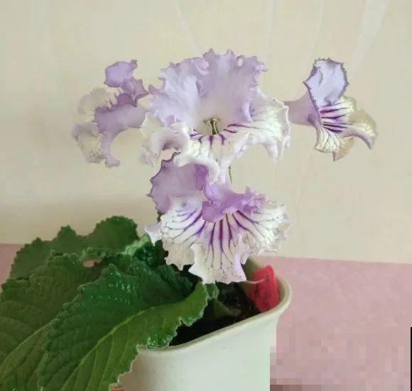 30种耐阴花，室内光照不佳，也能全年开花！
