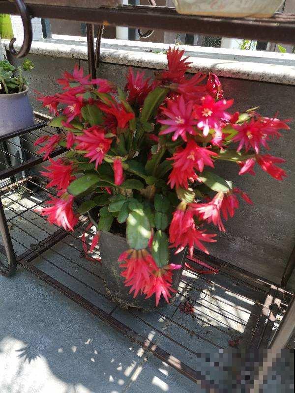 夏天温度高，4个养花降温方法，花都安稳度夏
