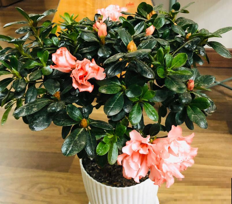 买花也要看季节，买错了，养不活还浪费钱！