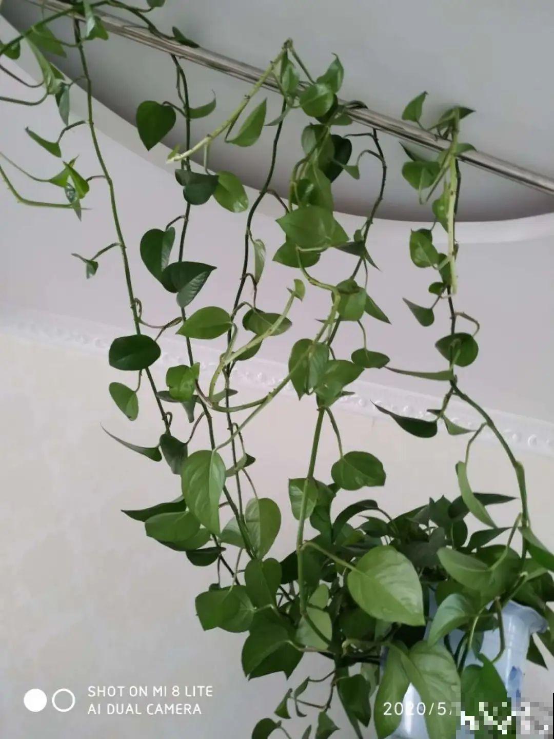 18种最好养的花大盘点，绿萝只能排倒第一！