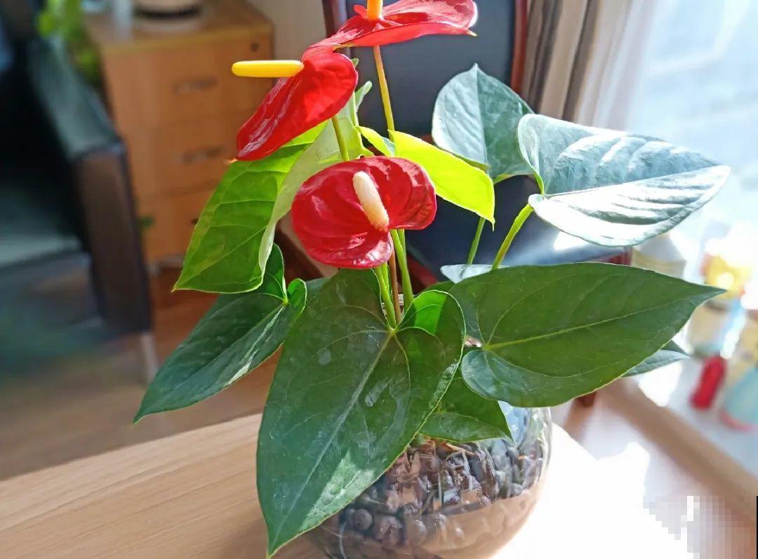 10种花最怕热,夏天养水里,才能活下来! 10种花最怕热,夏天养水里,才能活下来!