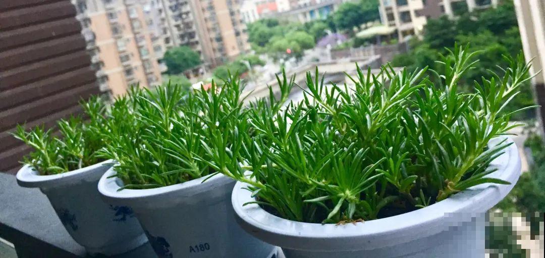 这20种花，晒不死、热不死，天热一直狂开花！