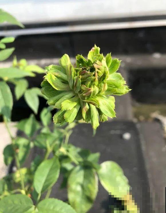 家里的花长出这种叶，千万保护好，特别值钱！