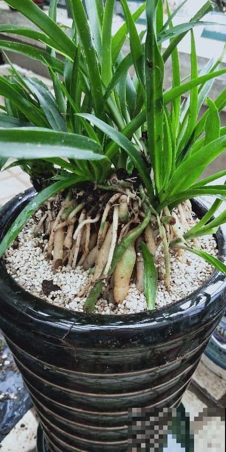 4种花就得种小花盆里,盆越大、越挤,花才能长得好 4种花就得种小花盆里,盆越大、越挤,花才能长得好