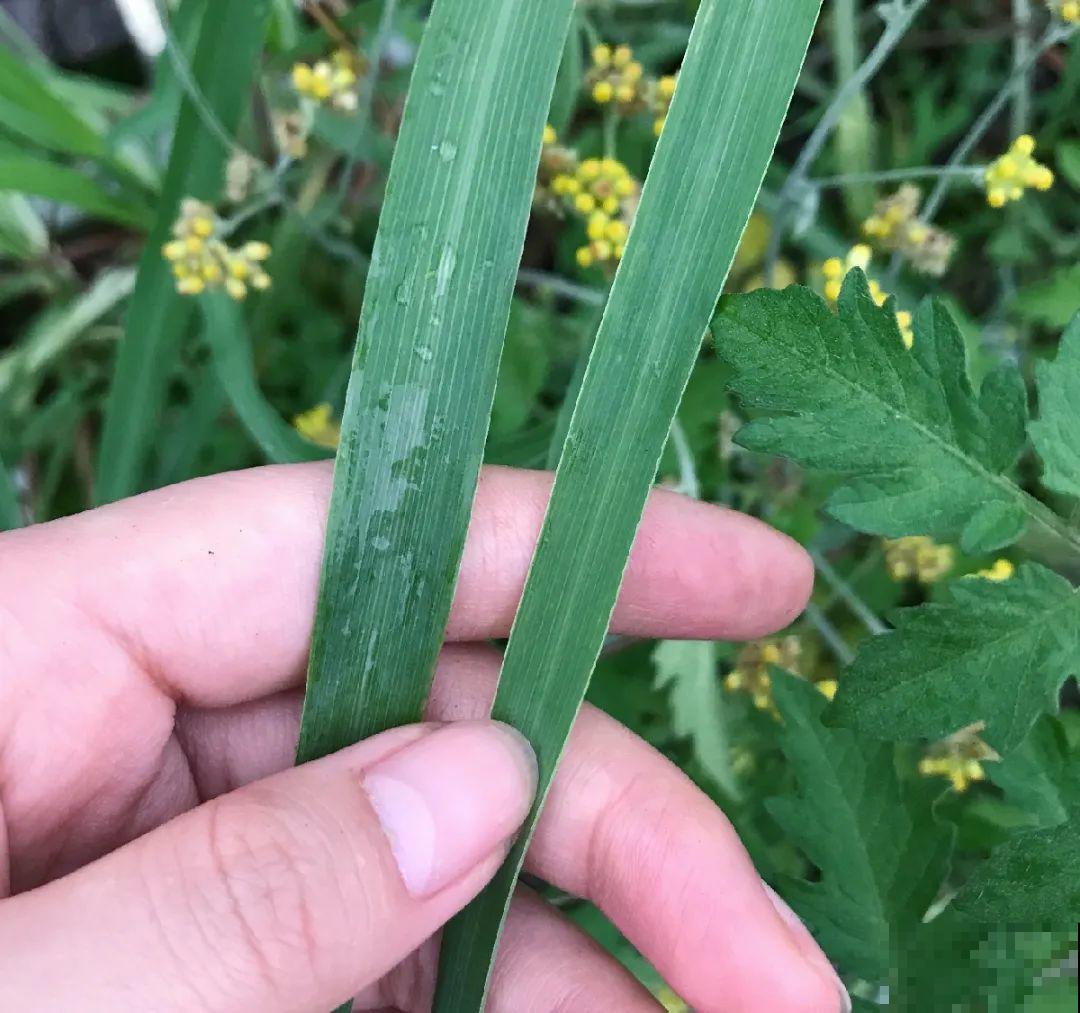9种花可以预测天气，一开花就说明要下雨了！