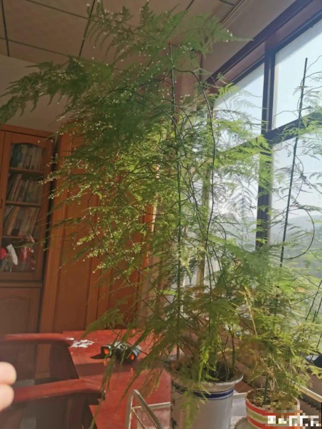 夏天到了，这10种花不能晒，否则干枯黄叶死翘翘