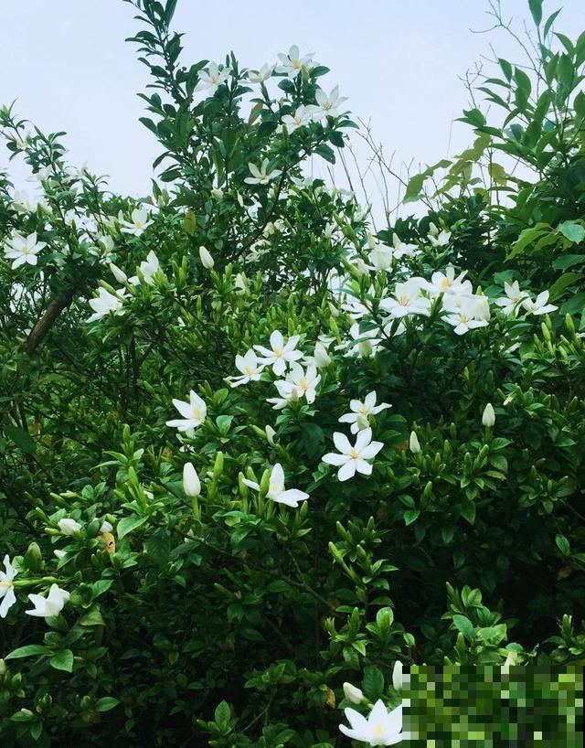 地栽的花就是强大，屋外疯长一院子，屋内孱弱不开花