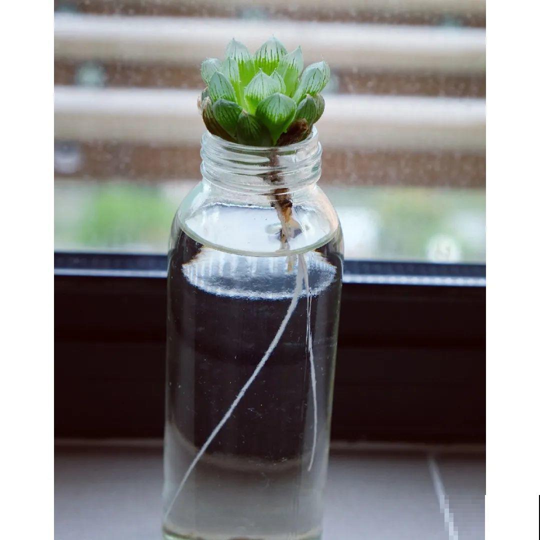 早上起来院子被淹，100盆花，还有救吗？