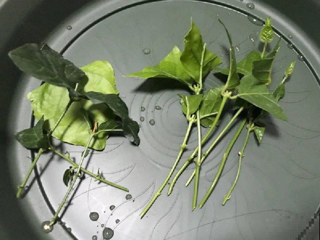 10种花,现在赶紧扦插,随便插土里就能活 10种花,现在赶紧扦插,随便插土里就能活