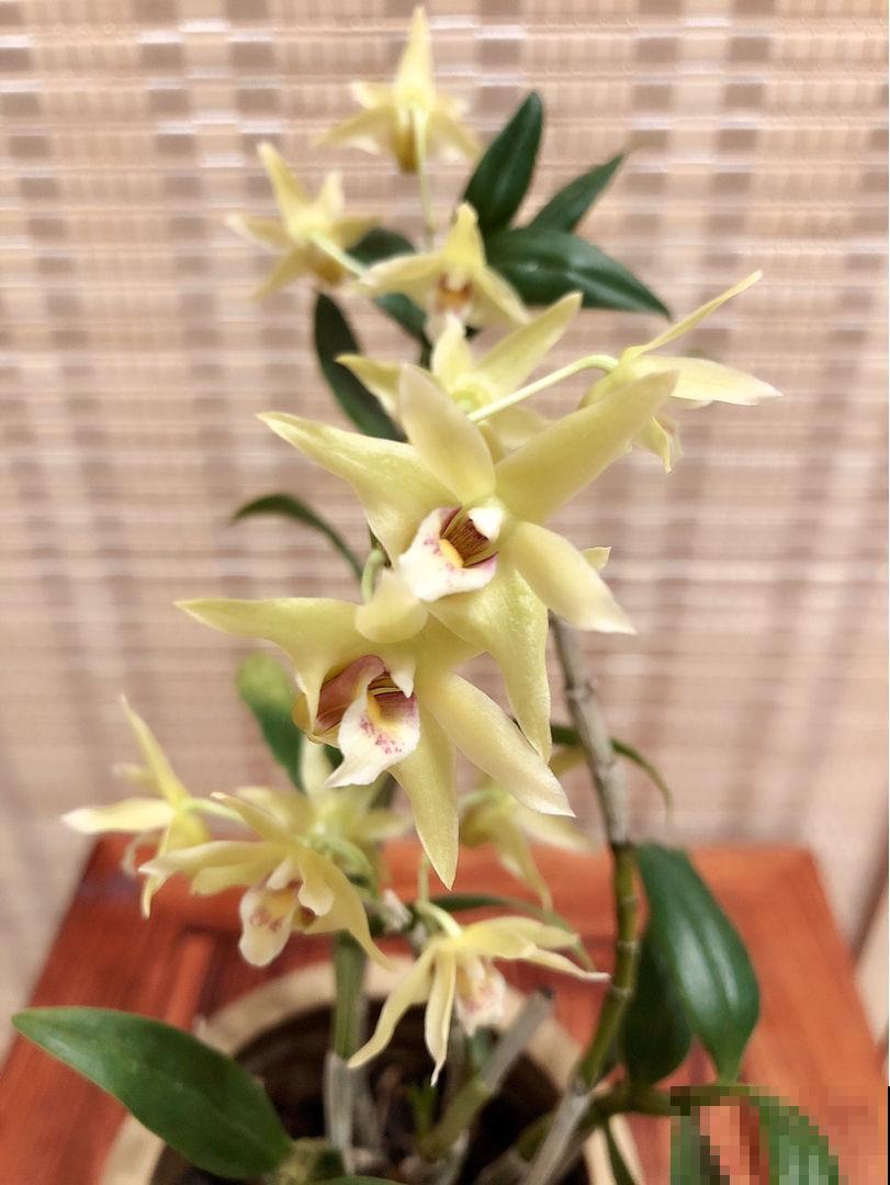 养4种花，晒干了能泡茶，健康养人，老中医都爱养