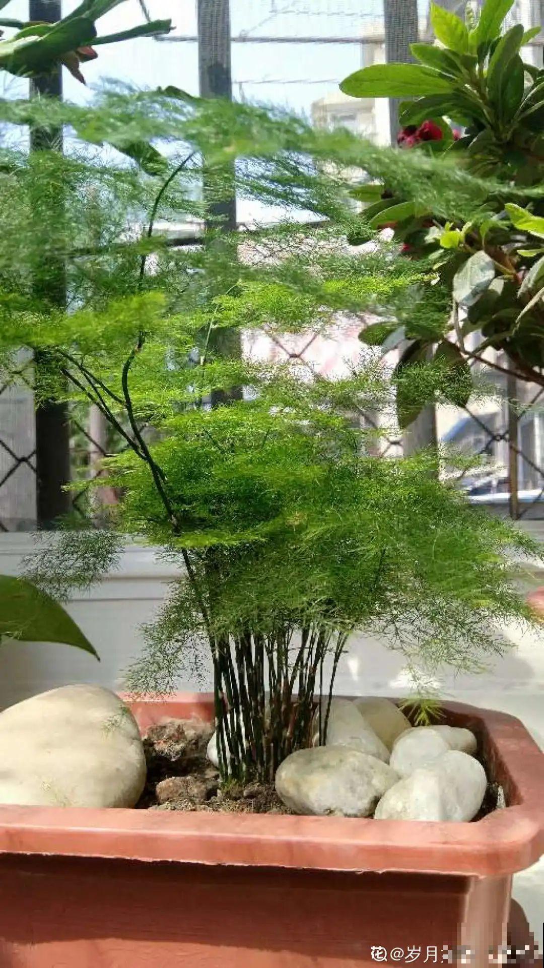 夏天到了，这10种花不能晒，否则干枯黄叶死翘翘