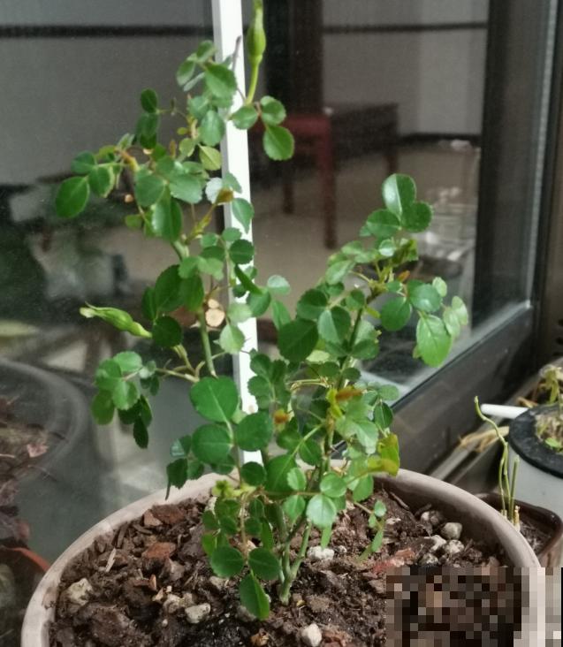 买花也要看季节，买错了，养不活还浪费钱！