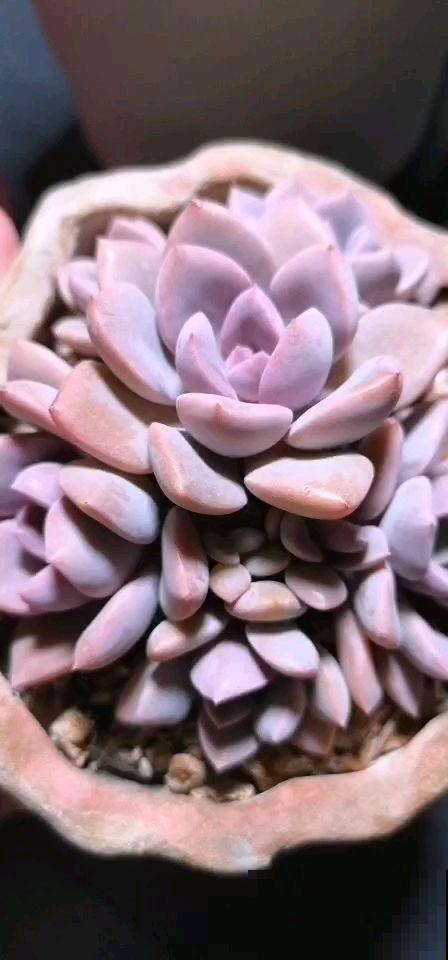 夏天多肉躺在花盆,需不需要担心?注意4点就可以 夏天多肉躺在花盆,需不需要担心?注意4点就可以