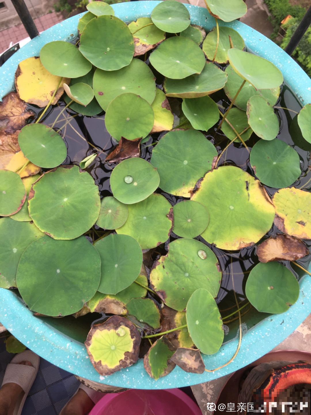 夏天花卉叶子哗哗掉,赶紧遮阴,不然掉成光杆司令 夏天花卉叶子哗哗掉,赶紧遮阴,不然掉成光杆司令