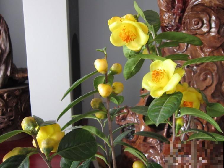 这花是茶族皇后，品种稀少又珍贵，国家一级保护植物！