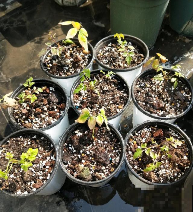 天热扦插3种花,成活率很高,2周就冒大白根! 天热扦插3种花,成活率很高,2周就冒大白根!