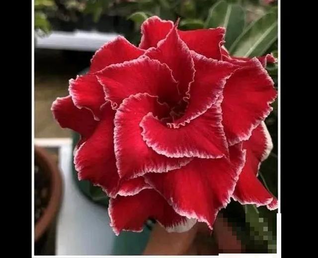 沙漠玫瑰特耐旱，大热天不浇水，也能呼呼开爆盆