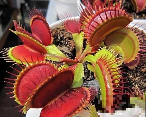 5种能吃蚊虫的花,家里养一盆,蚊子灭光光! 5种能吃蚊虫的花,家里养一盆,蚊子灭光光!