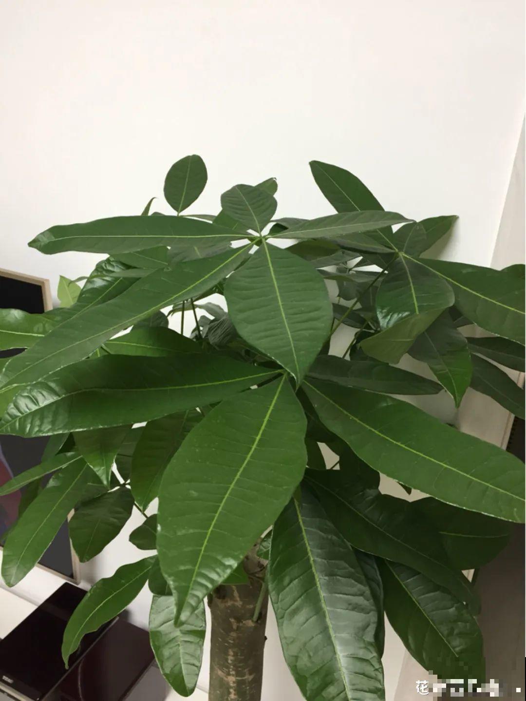 家里养这20种花,呼呼开花,花多得看不见叶 家里养这20种花,呼呼开花,花多得看不见叶