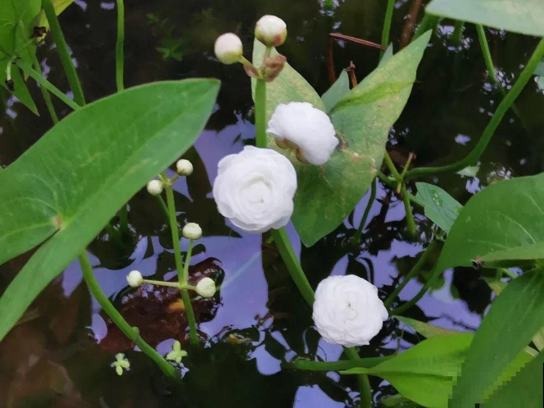 10种花，有气质、特清新，最适合房间里养！