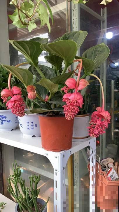 人间富贵花，家里养一盆，吉祥如意又招财