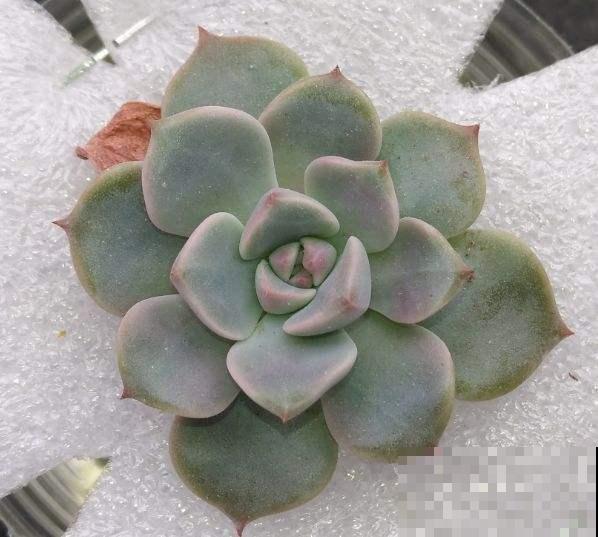 夏天有些多肉特怕热，稍不小心就热死，赶紧注意点！