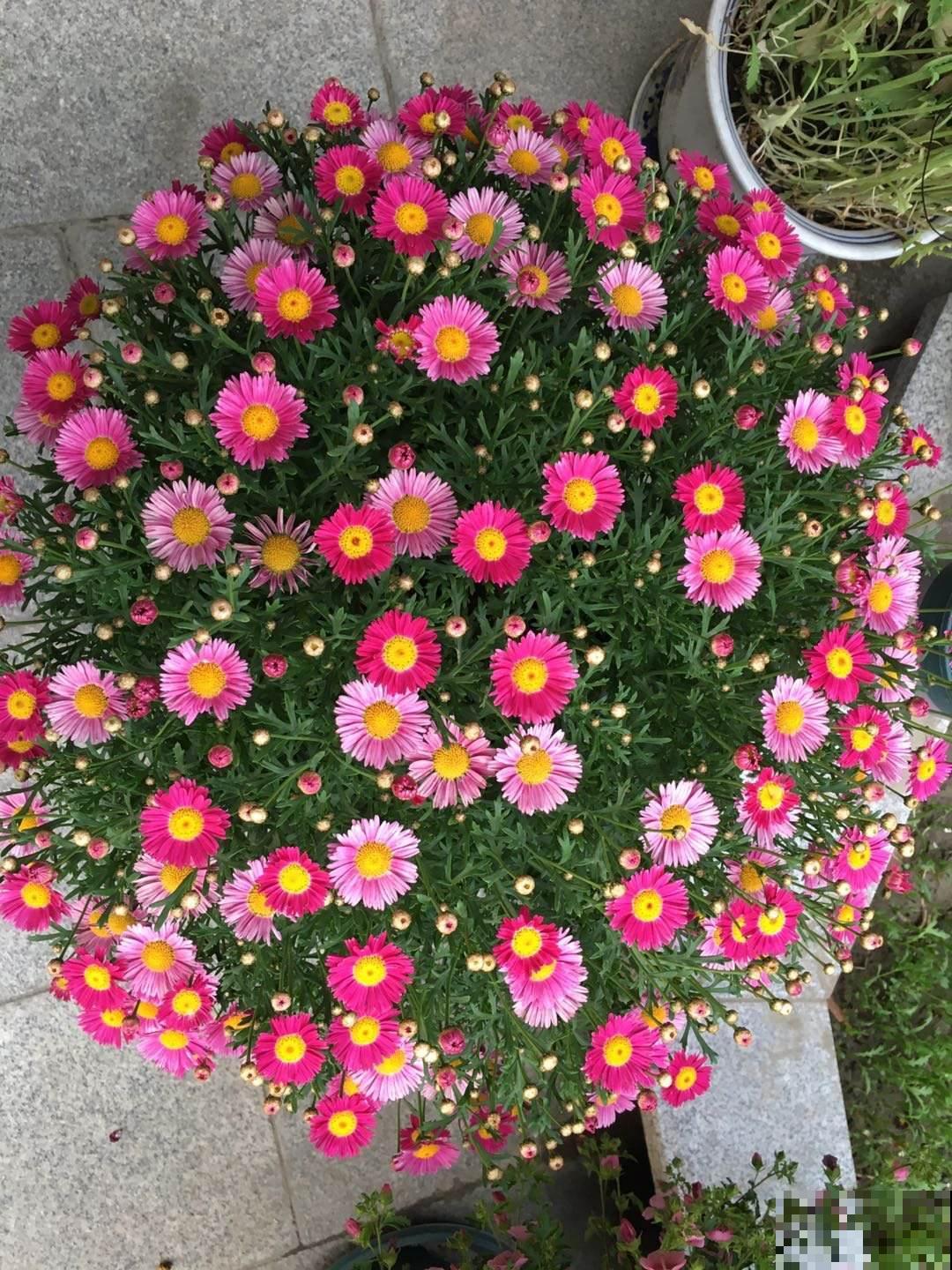 4种花想要度夏，给它剃个平头，来年呼呼长爆盆