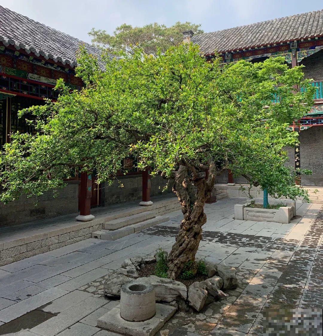 门口养棵大花树,风吹就开花,20年变成传家宝! 门口养棵大花树,风吹就开花,20年变成传家宝!