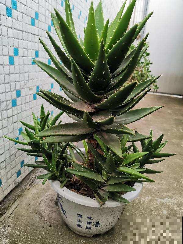 家里养盆芦荟，净化空气、消炎杀菌，养人养身心