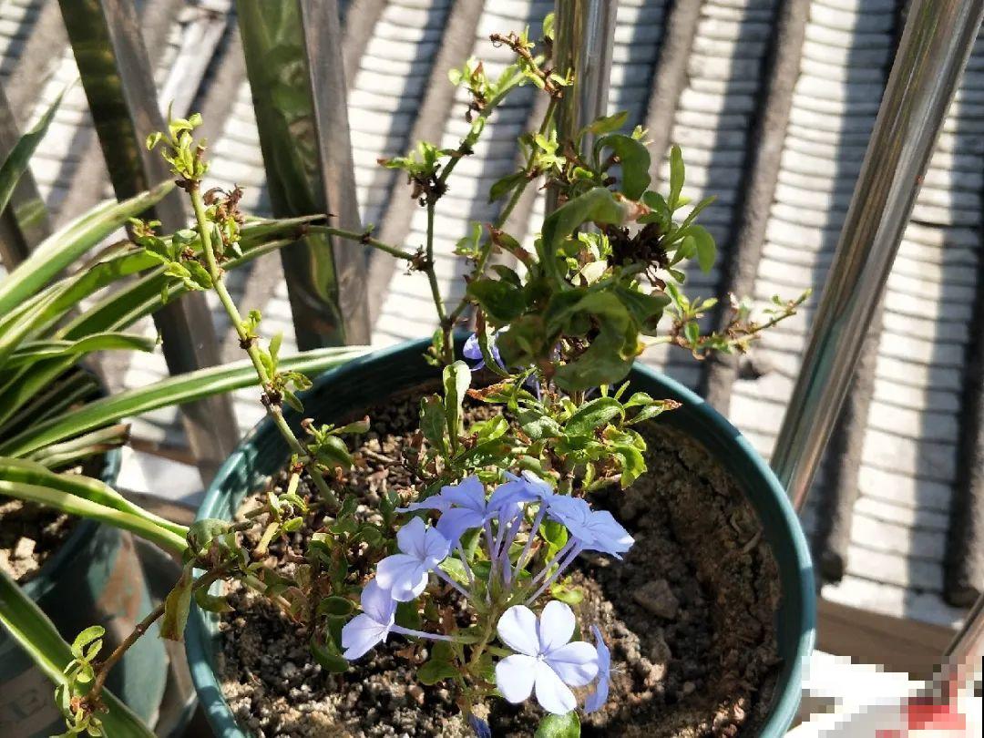 修剪时间到了，有这花赶紧剪，剪完很快又开花！