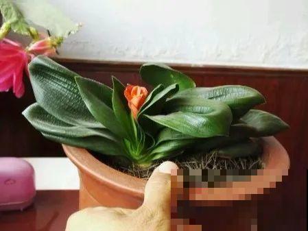 家里的花长出这种叶，千万保护好，特别值钱！