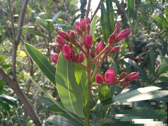 3种适合懒人养的花，好养开花快，不养太吃亏！