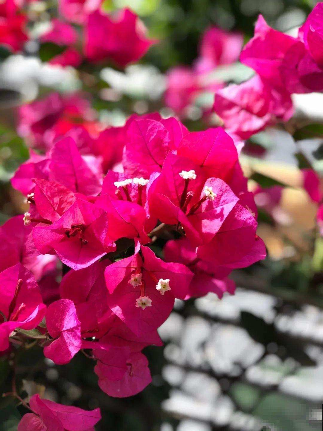 超耐热的三角梅，30℃仍然疯狂开花，爬成一面大花墙！