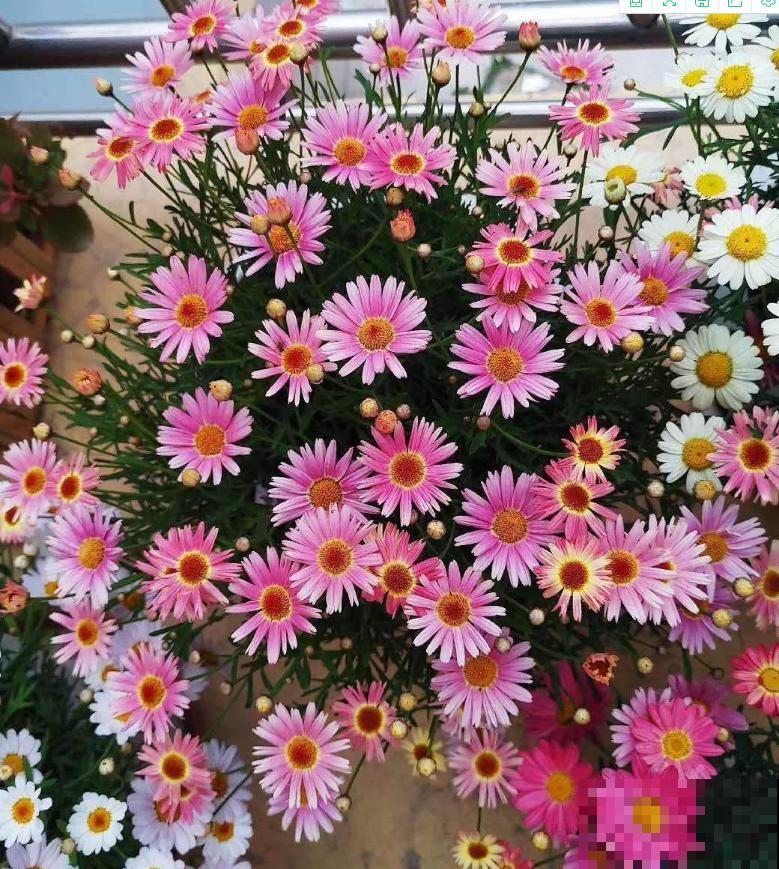 还买什么玛格丽特,种一把茼蒿菜,开花一模一样! 还买什么玛格丽特,种一把茼蒿菜,开花一模一样!