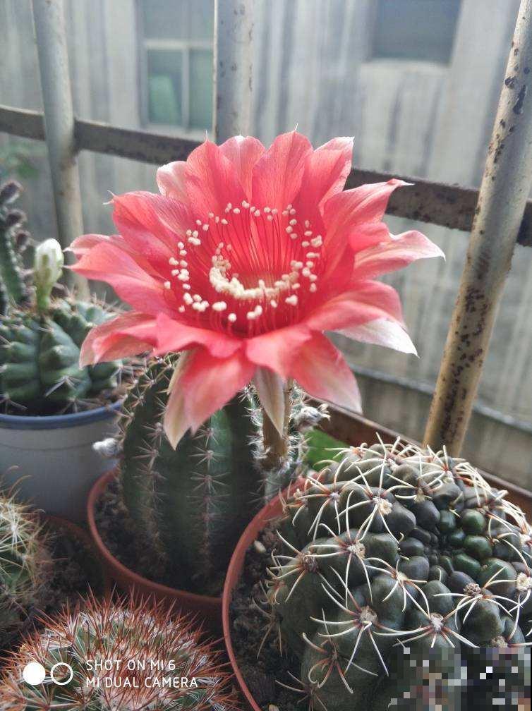 夏天养仙人球,记住两少一多,大花蹭蹭开 夏天养仙人球,记住两少一多,大花蹭蹭开