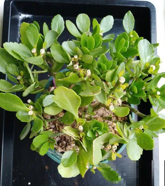 绣球马上剪，下个月就晚了，错过明年不开花