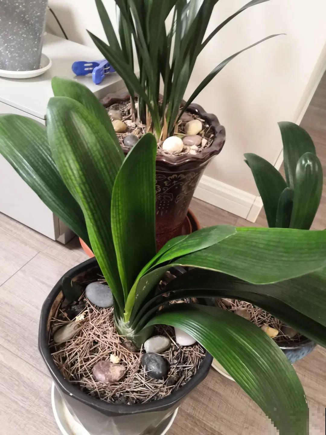 30年的君子兰,长出粗壮大老桩,砍还是不砍? 30年的君子兰,长出粗壮大老桩,砍还是不砍?