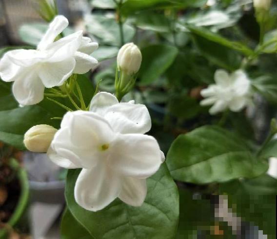 老中医都爱养的5种花，花朵泡茶特养身，越喝越健康！