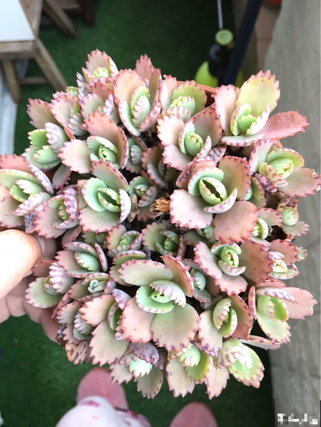 18种最好养的花大盘点，绿萝只能排倒第一！