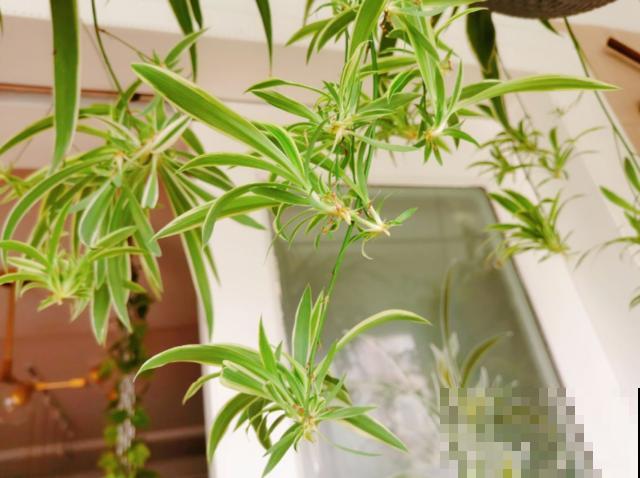 偷花贼太可恶，家门口的花，两个人都抬不动，结果连夜被端走！