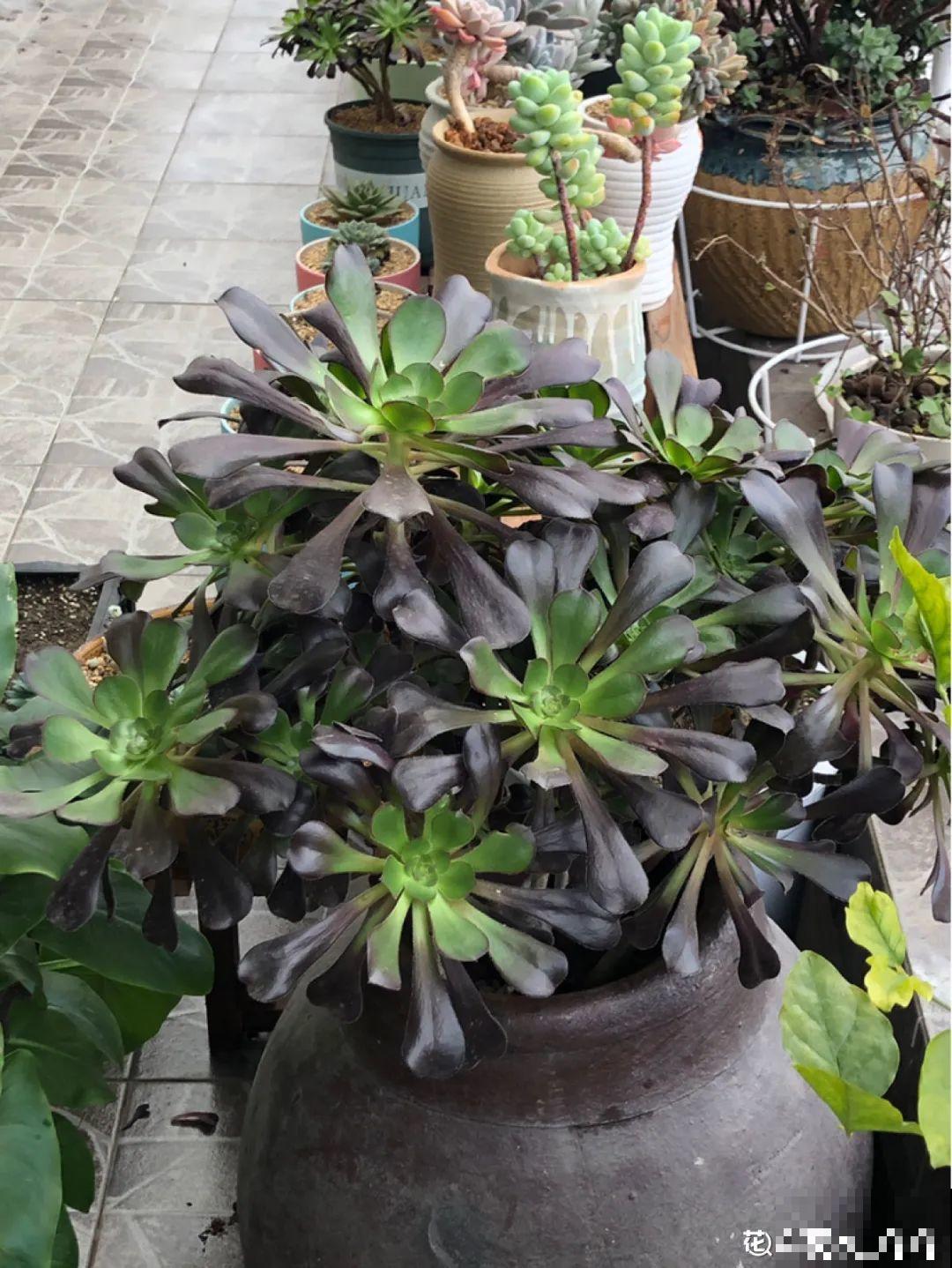 咸菜坛子先别丢,拿来养花,盆盆养成小树,太震撼 咸菜坛子先别丢,拿来养花,盆盆养成小树,太震撼