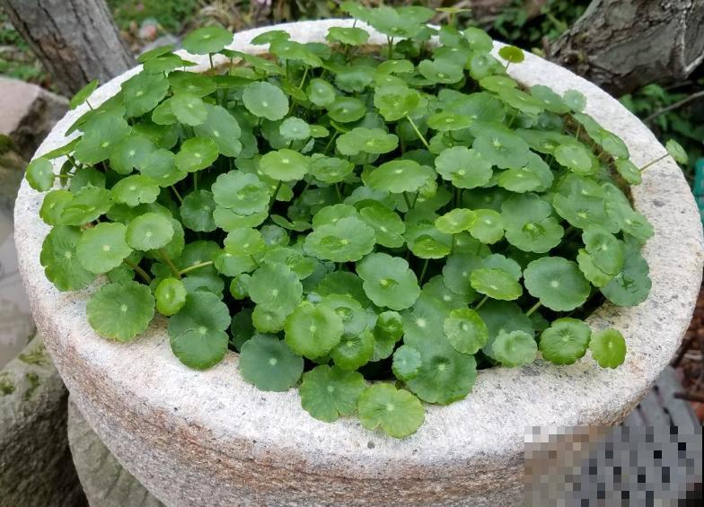浇不死的5种花,越浇越长得旺,一缺水就蔫! 浇不死的5种花,越浇越长得旺,一缺水就蔫!